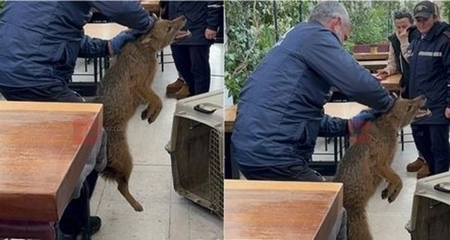 Kafsha e egër zbret në Tiranë në kërkim të