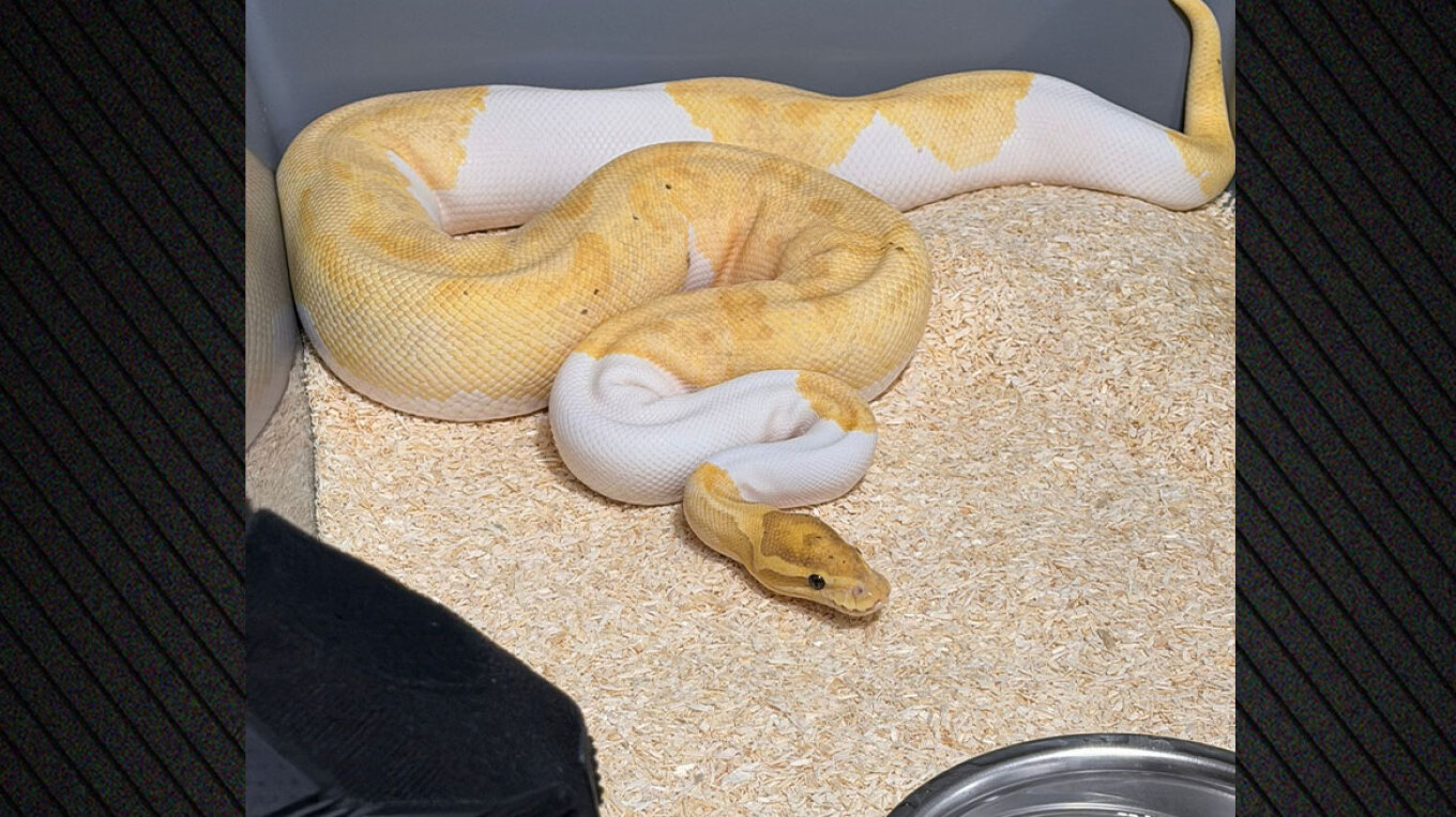 Rast i pabesuesh&euml;m n&euml; Poloni, 148 piton&euml; mbret&euml;ror&euml;